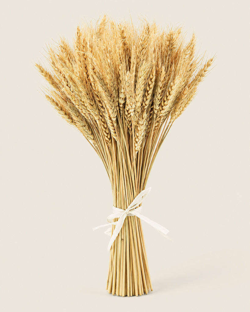Natural Golden Dried Wheat Stalks - 17.7 in