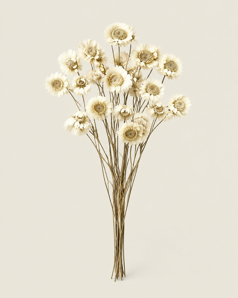 White Dried Star Daisy Flowers 16-18 in