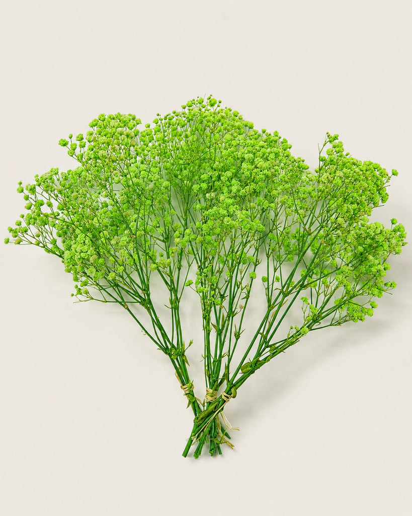 Green Preserved Baby's Breath