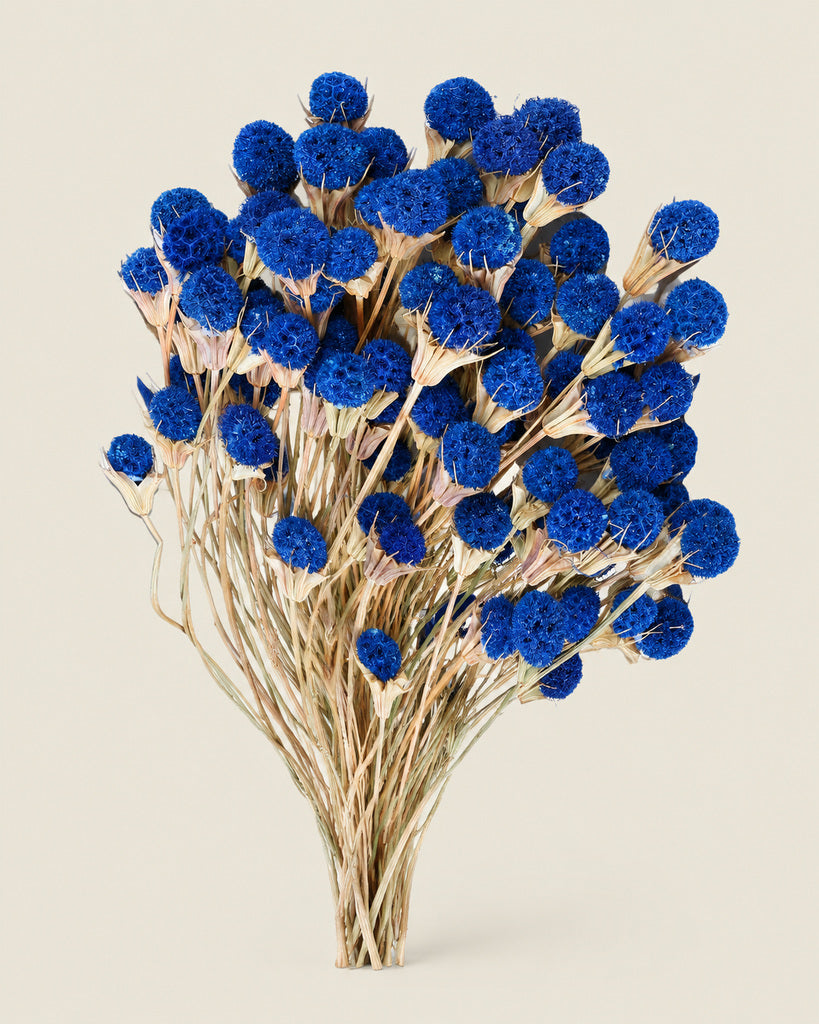 Blue Dried Thistle Flowers - 17 in