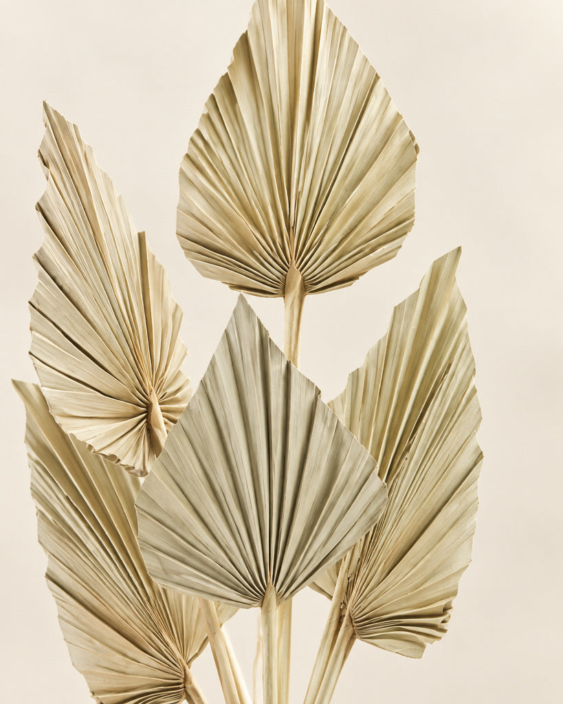 40 Pcs Natural Beige Dried Palm Leaves- 14.5 in