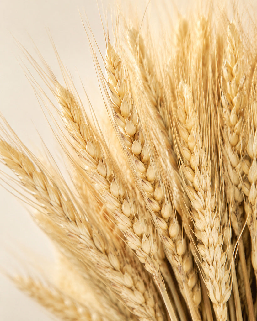 Natural Golden Dried Wheat Stalks - 17.7 in