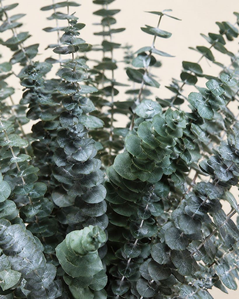 30 Pcs Natural Green Preserved Eucalyptus Stems - 17 in