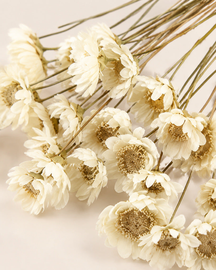 White Dried Star Daisy Flowers 16-18 in