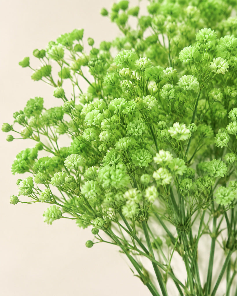 Green Preserved Baby's Breath