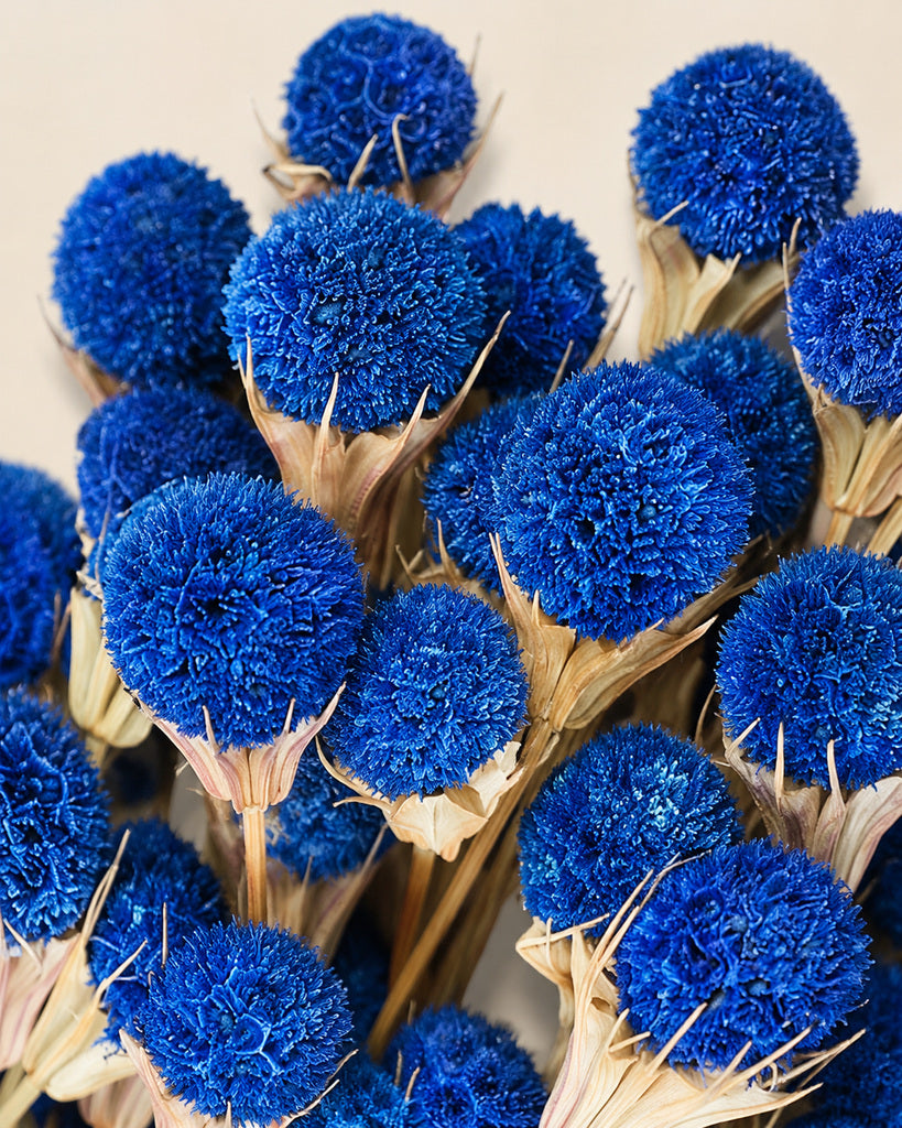Blue Dried Thistle Flowers - 17 in