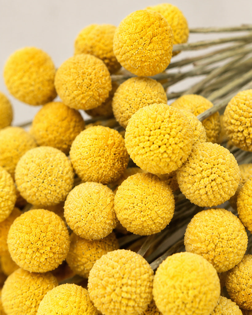 Yellow Dried Billy Button Flowers - 17.5 in