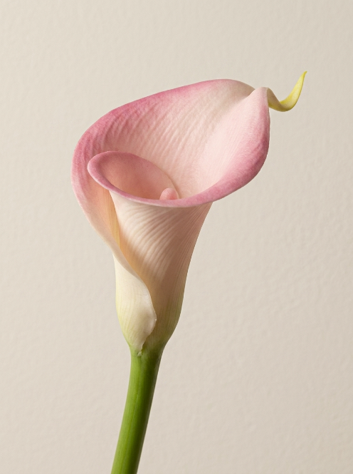 Blush Pink Plastic Calla Lily - 72 cm
