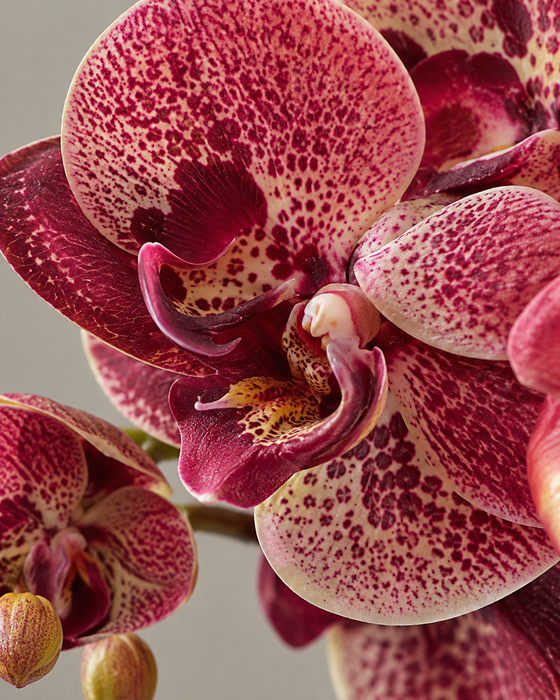 Autumn Sunset Orchid & Amaryllis Faux Floral Arrangement