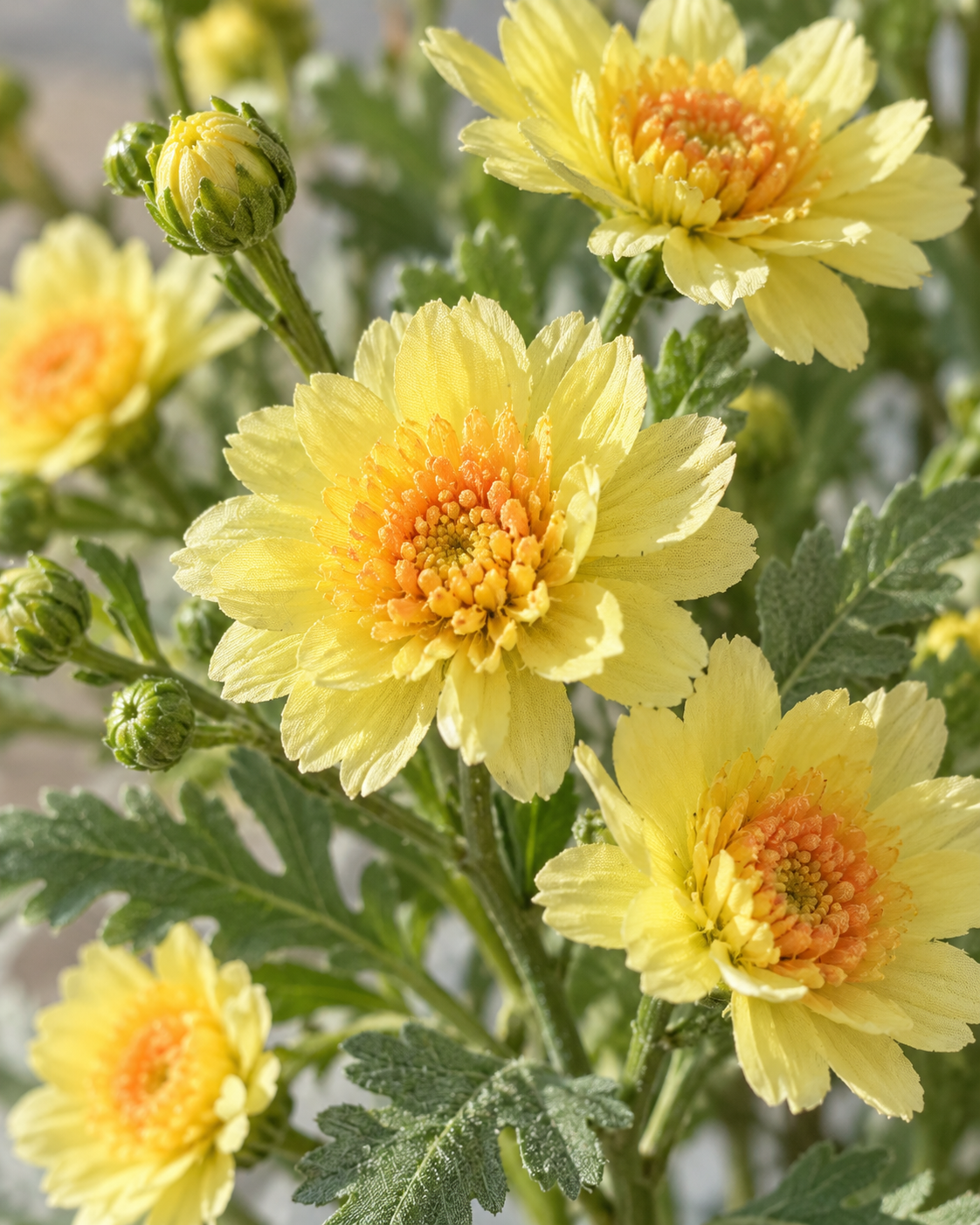 Sunlit Yellow Daisy Faux Floral Bouquet (5 Stems)
