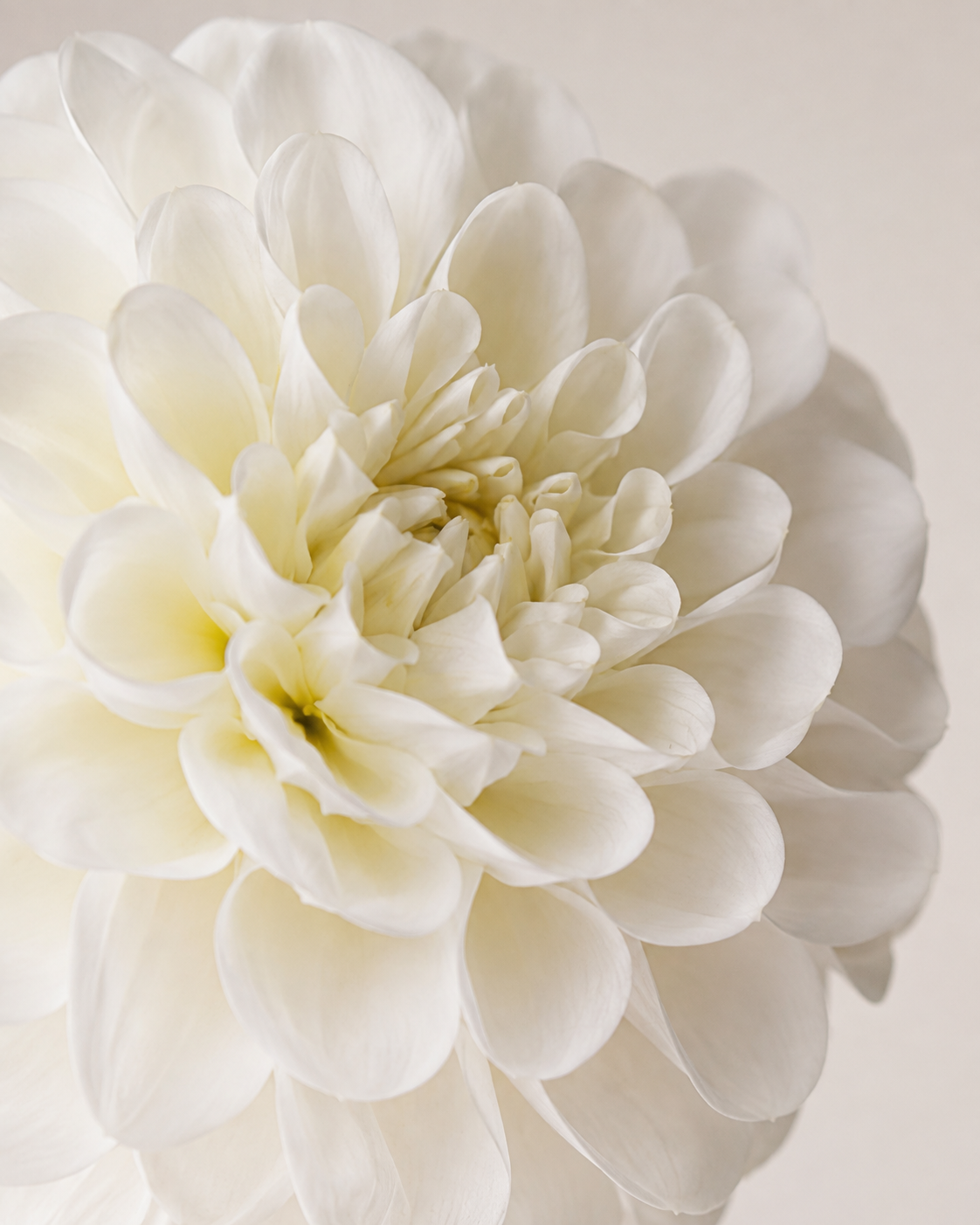 White Fabric Artificial Chrysanthemum Stem - 57 cm