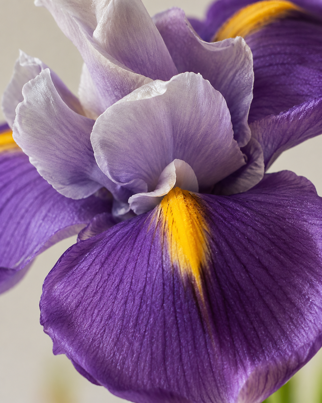 Purple Iris & Golden Dancing Orchid Faux Floral Arrangement