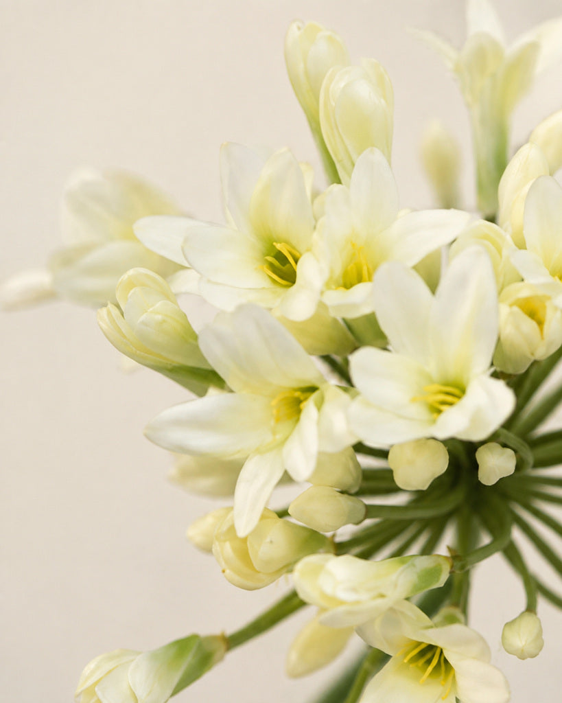 White Plastic & Fabric Artificial Agapanthus Stem - 76 cm