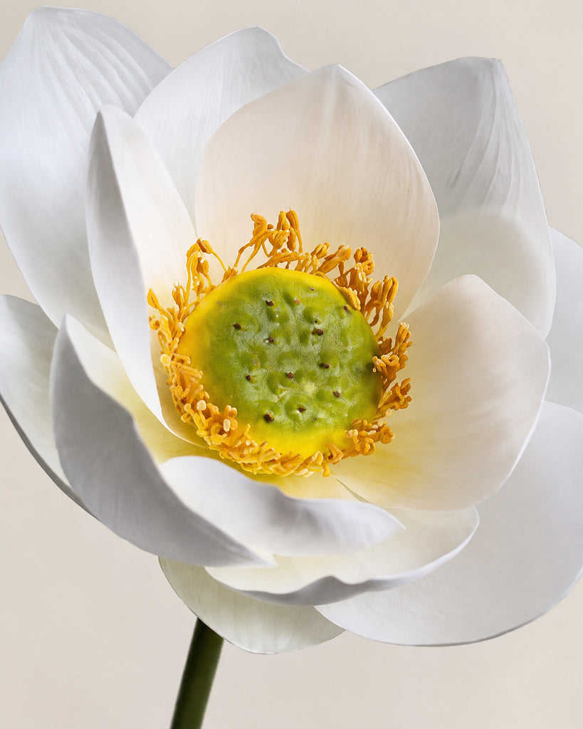White Artificial Lotus Floral Stem - 60 cm