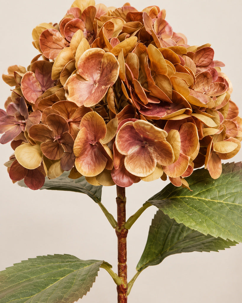 Brown Athens Hydrangea - 53 cm