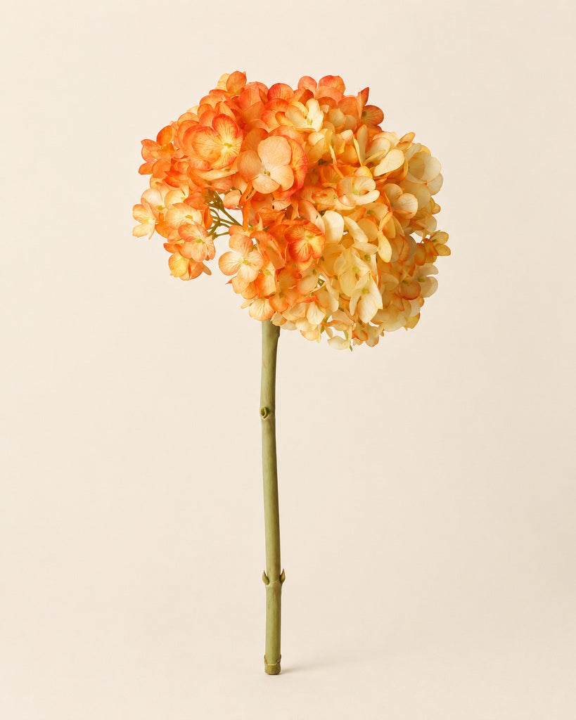 Orange Dutch Hydrangea Large Stem - 64 cm