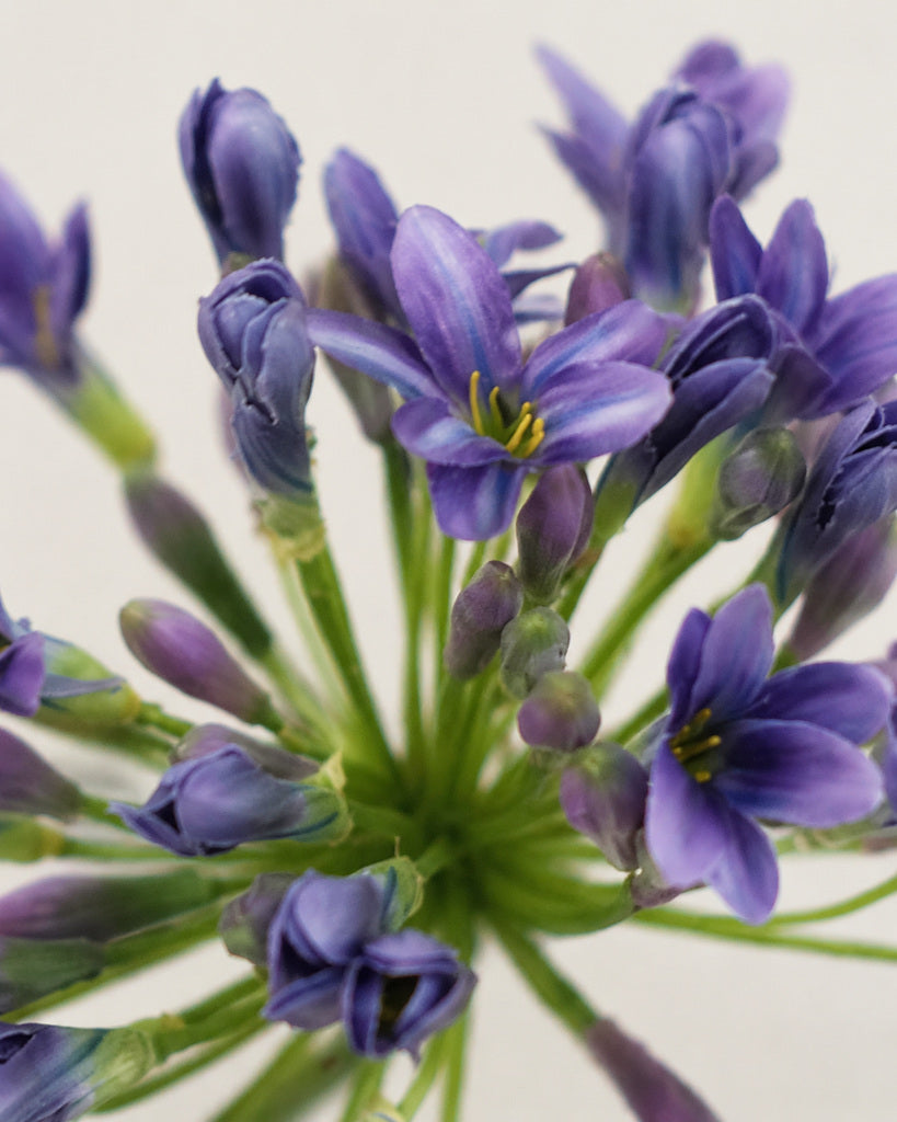 Purple Plastic & Fabric Artificial Agapanthus Stem - 76 cm