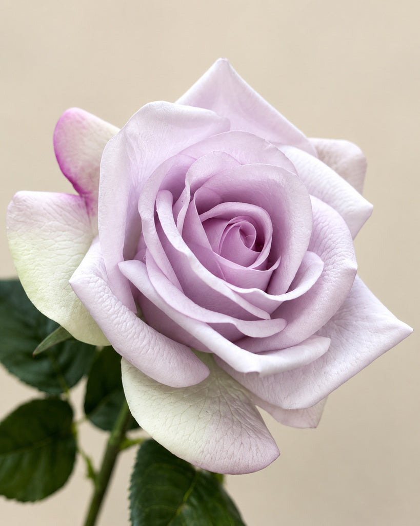Lavender Green Real Touch Artificial Carola Rose Stem - 66 cm