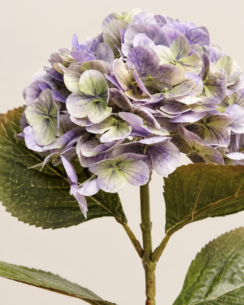 Purple Green Athens Hydrangea - 53 cm