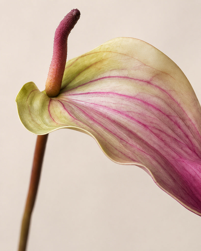 Peach Pink Soft Rubber Artificial Anthurium Stem - 72 cm