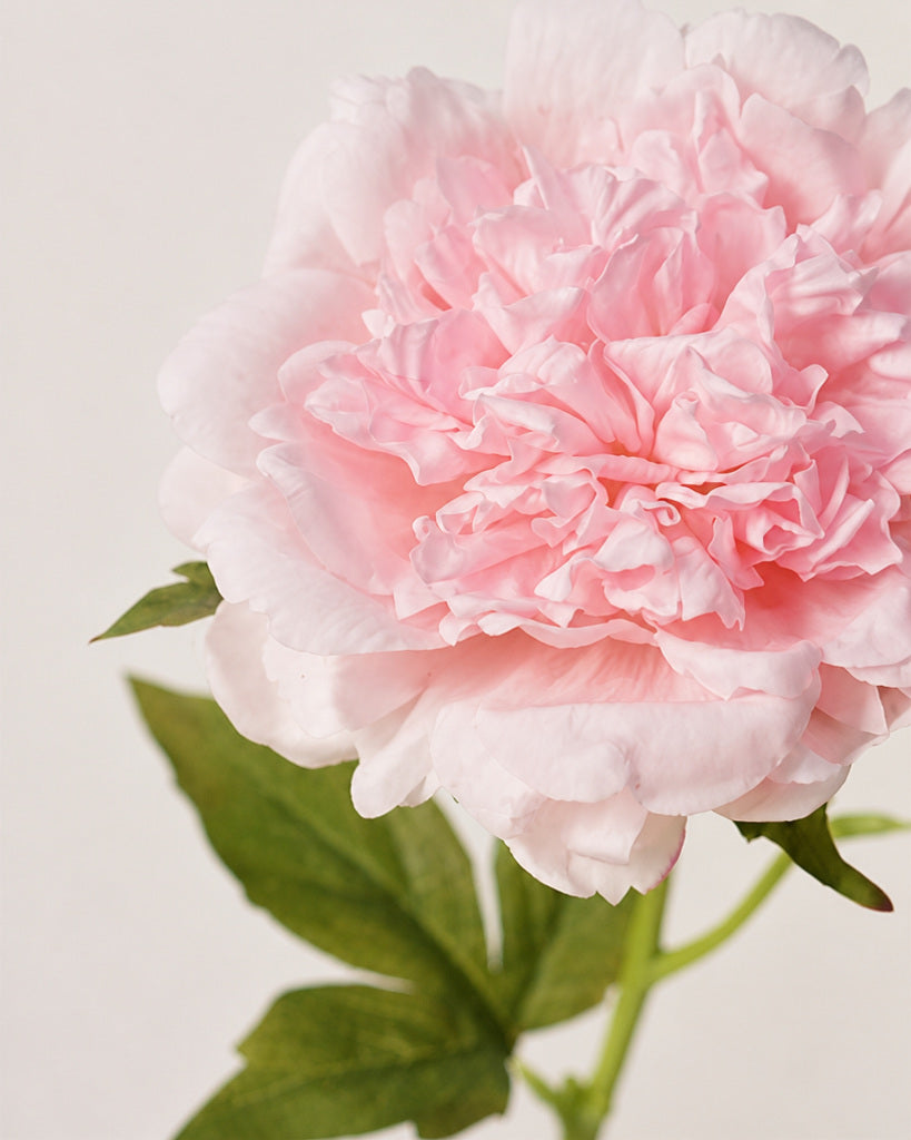 Light Pink Fabric Artificial Peony Stem - 56 cm