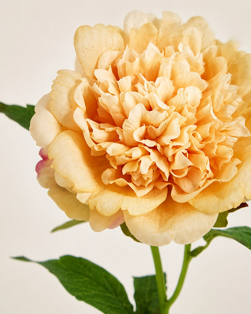 Champagne Fabric Artificial Peony Stem - 56 cm