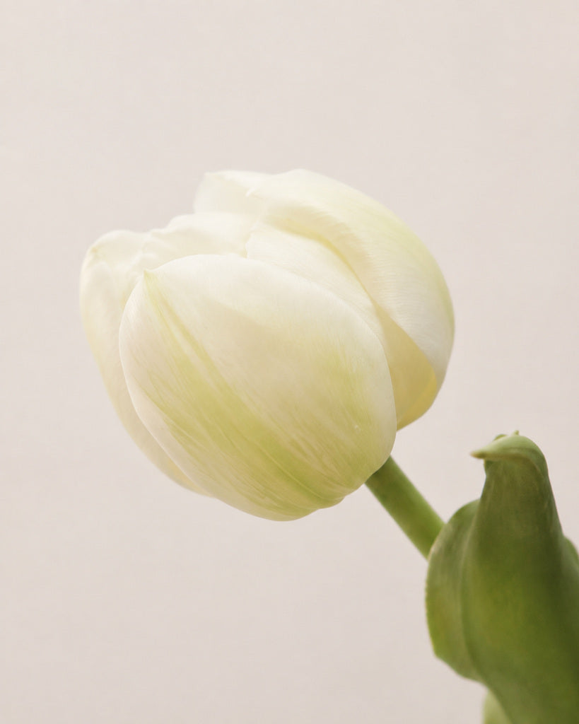 Ivory Artificial Tulip Bud Stem - 49 cm