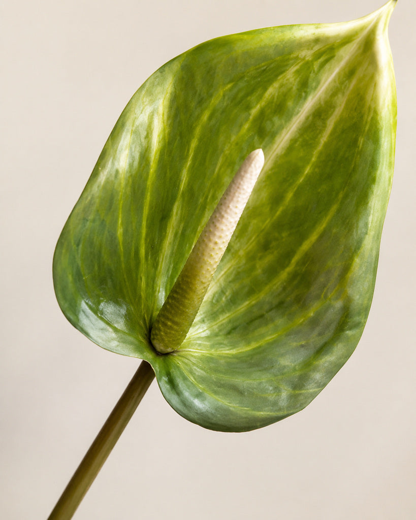 Green Artificial Anthurium Stem - 80 cm