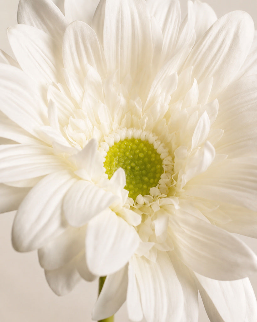 White PVC Artificial Gerbera Daisy Stem - 65 cm