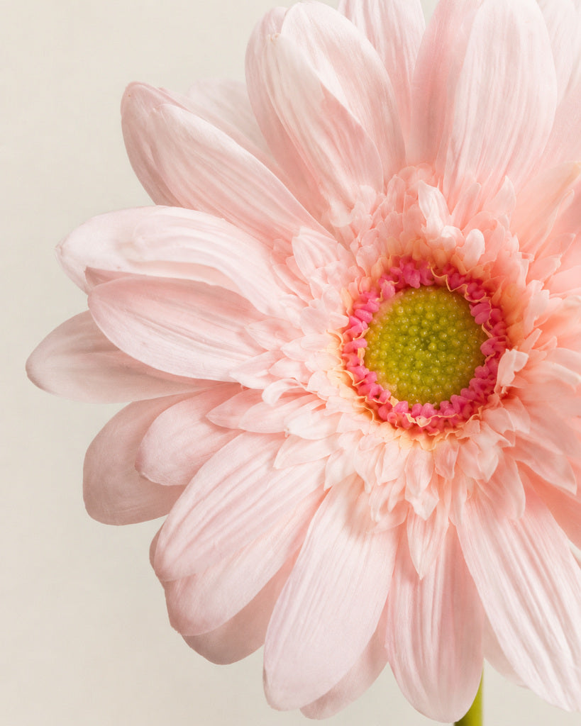 Light Pink PVC Artificial Gerbera Daisy Stem - 65 cm