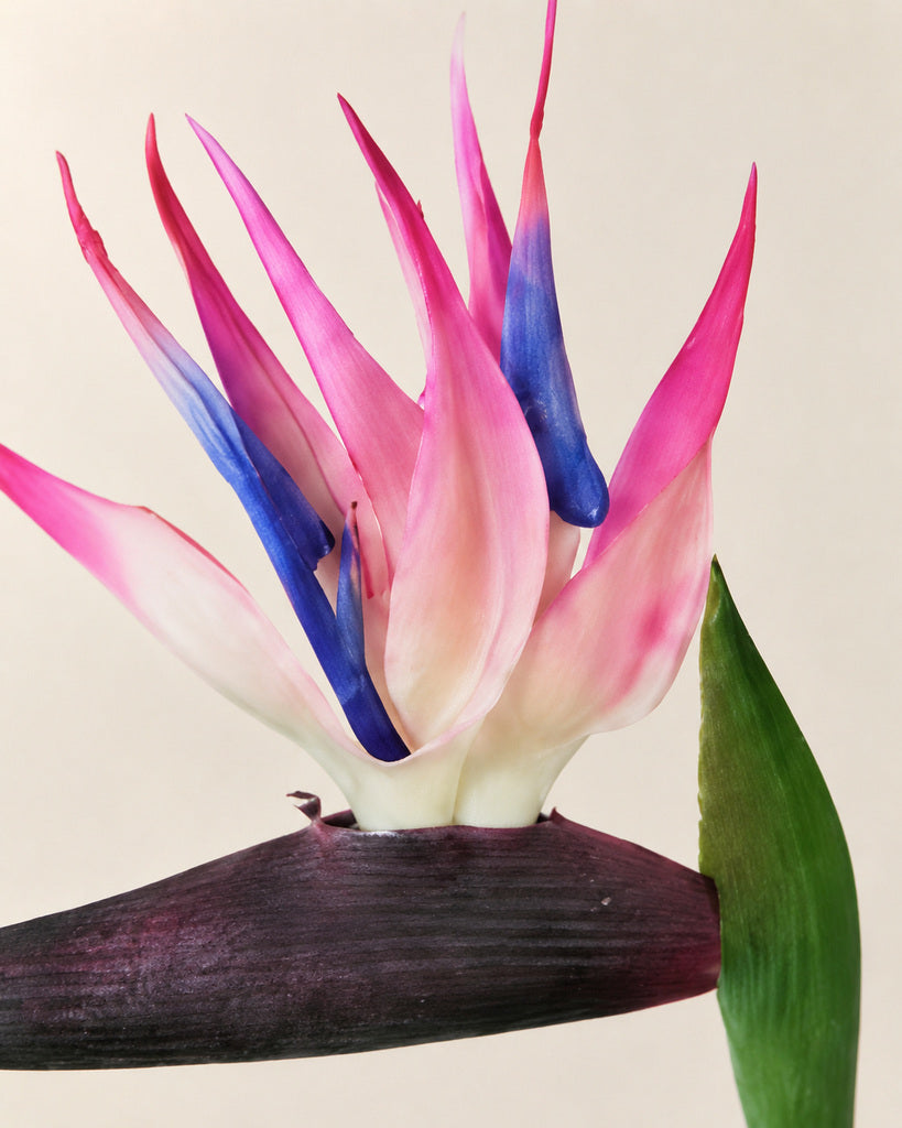 Pink Soft-Touch Artificial Bird of Paradise Stem - 58 cm