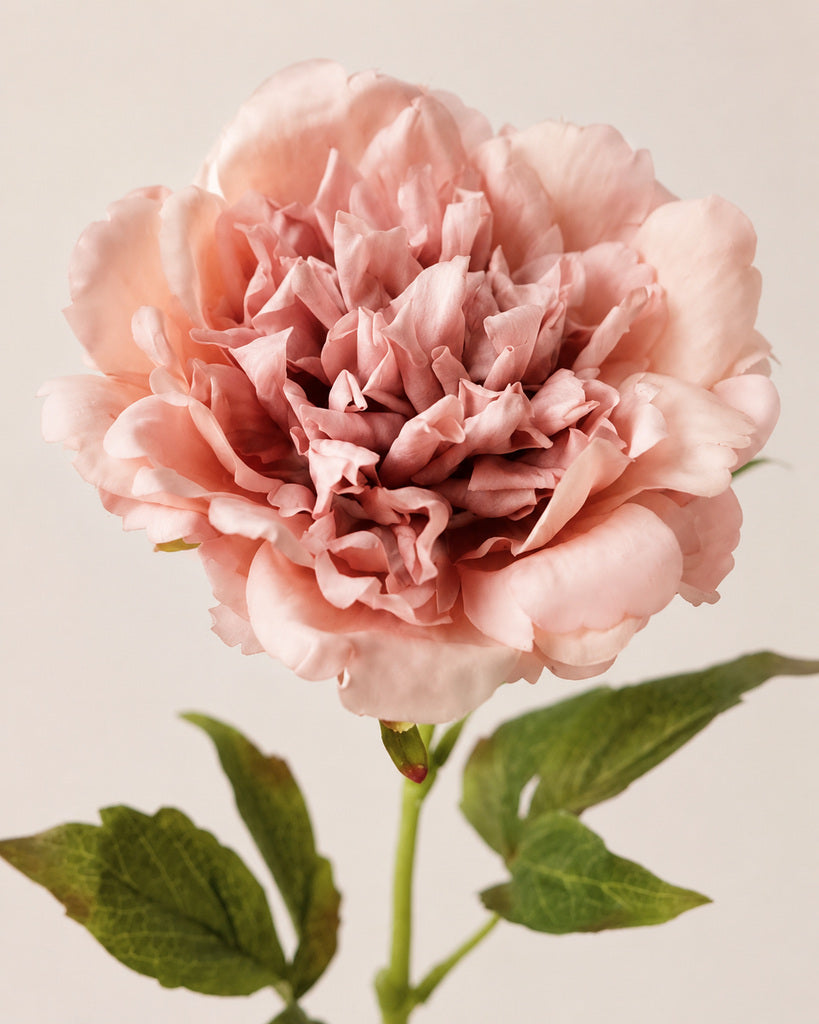 Blush Pink Fabric Artificial Peony Stem - 56 cm