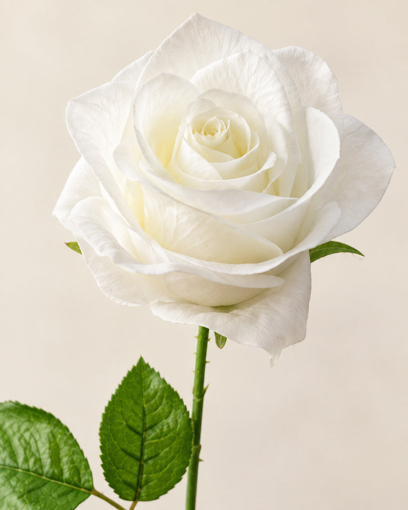 White Artificial French Rose Stem - 55 cm