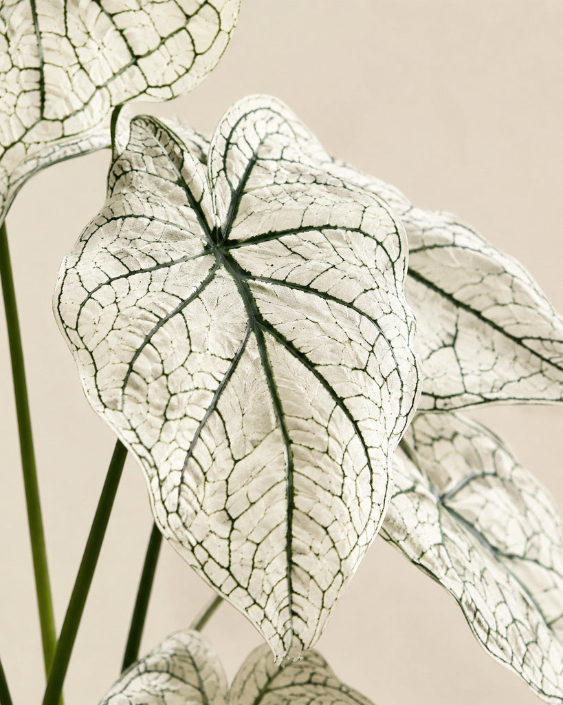 White Veined Artificial Alocasia Leaf Spray - 70 cm