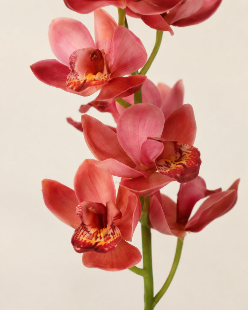 Pink Soft Rubber Artificial Cymbidium Orchid Spray - 70 cm