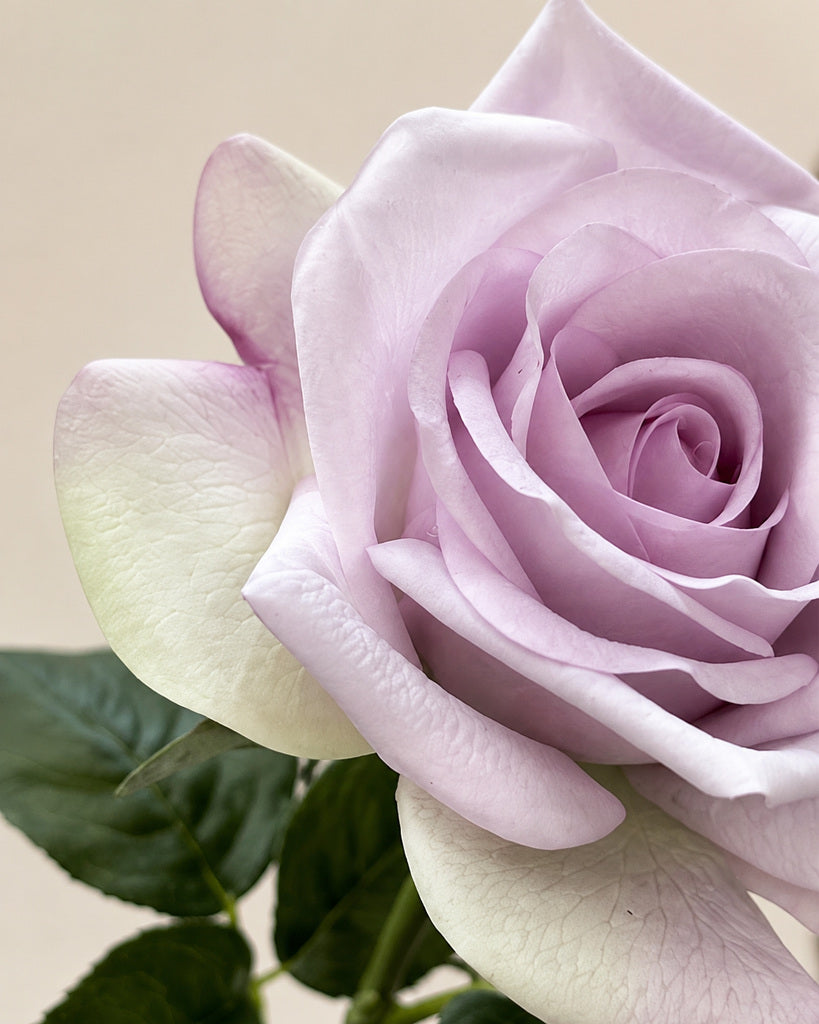 Lavender Fabric Artificial Carola Rose Stem - 66 cm