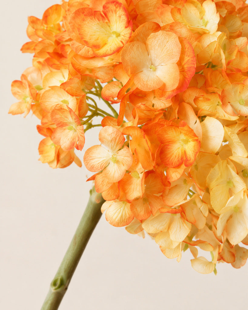 Orange Dutch Hydrangea Large Stem - 64 cm