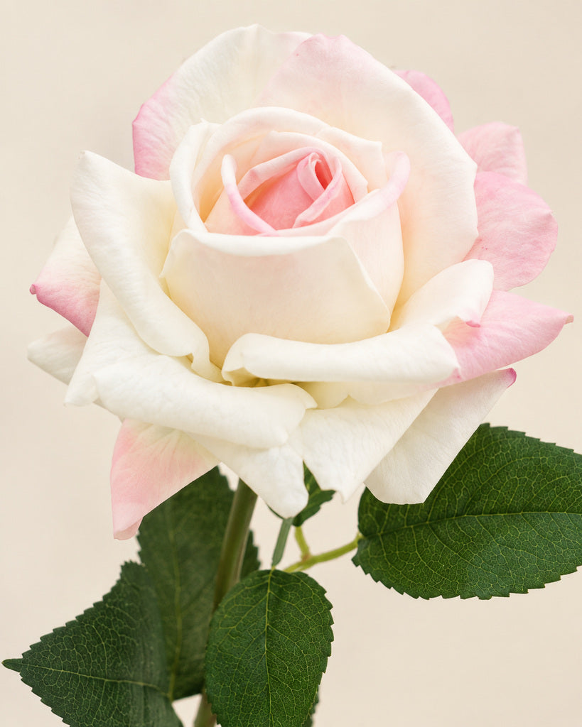 Cream Pink Austin Artificial Rose Stem - 73 cm