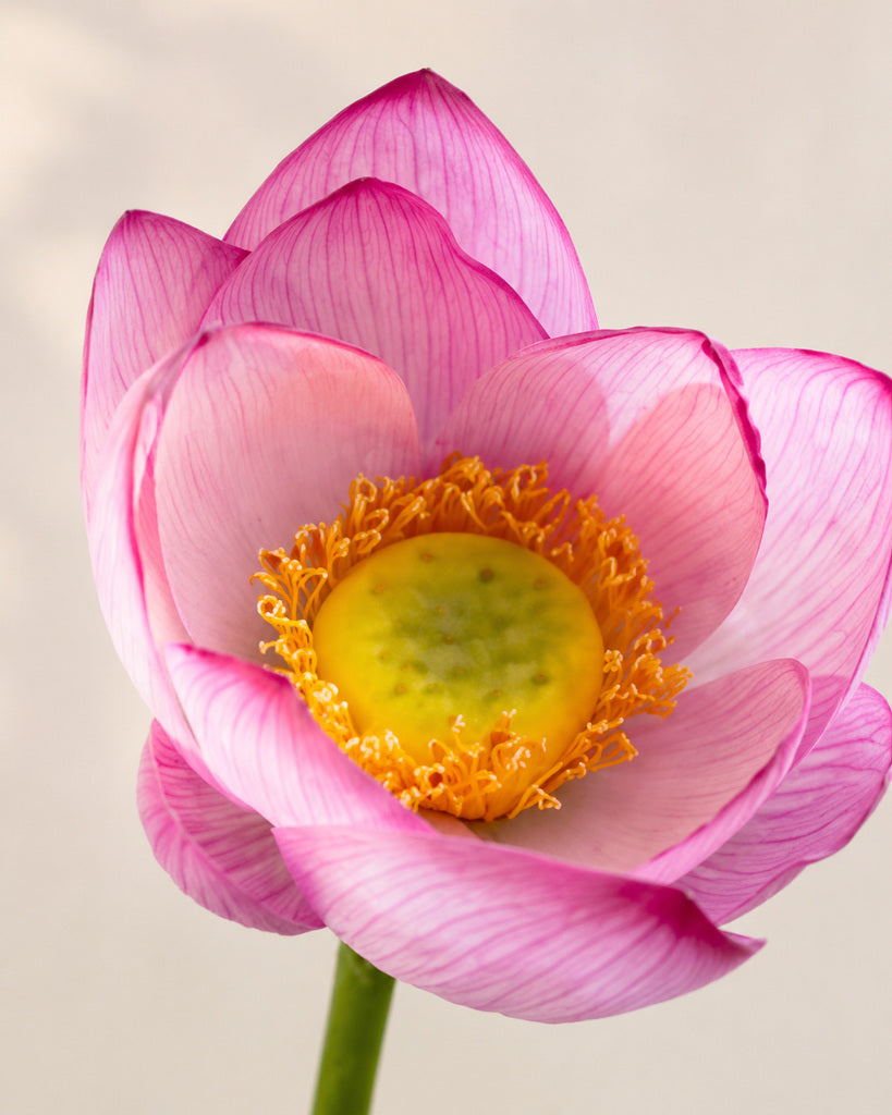 Pink Artificial Lotus Floral Stem - 60 cm