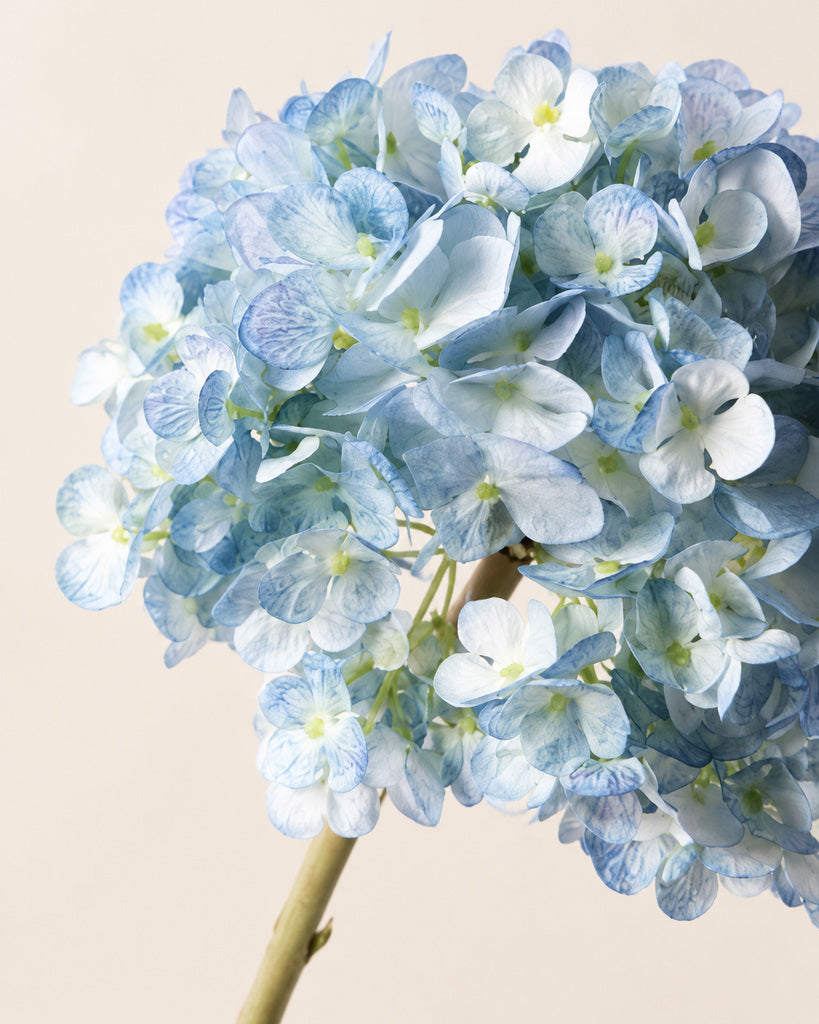 Blue Dutch Hydrangea Large Stem - 64 cm