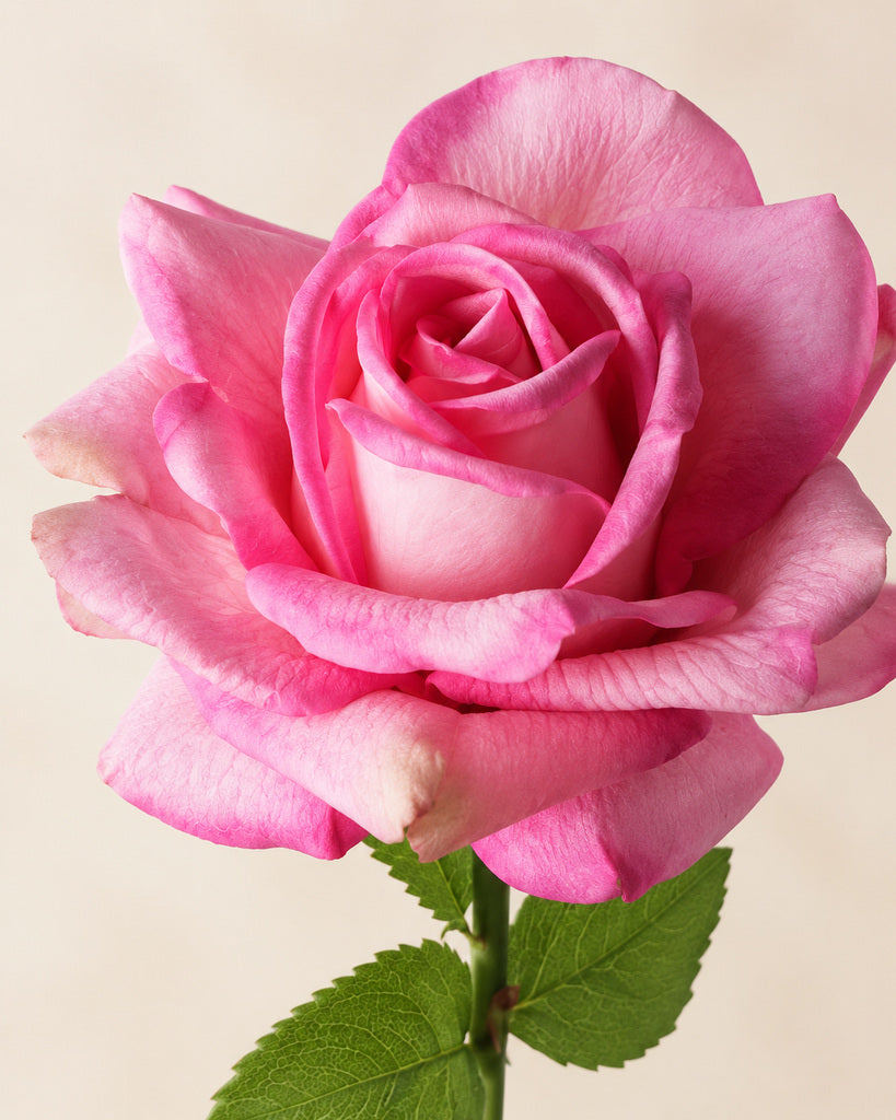 Light Rose Pink Austin Artificial Rose Stem - 73 cm