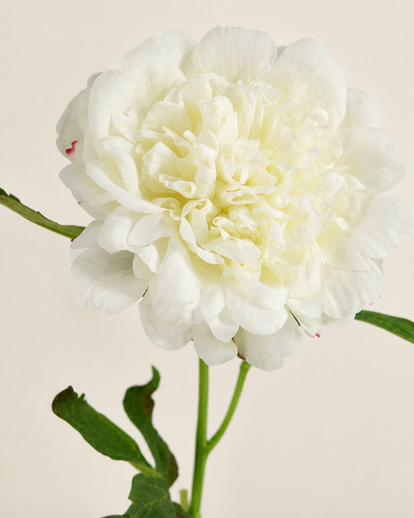 White Fabric Artificial Peony Stem - 56 cm