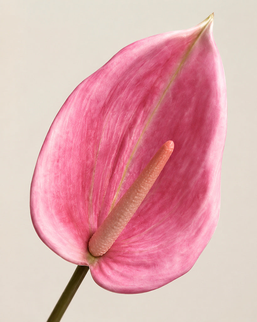 Pink Artificial Anthurium Stem - 80 cm