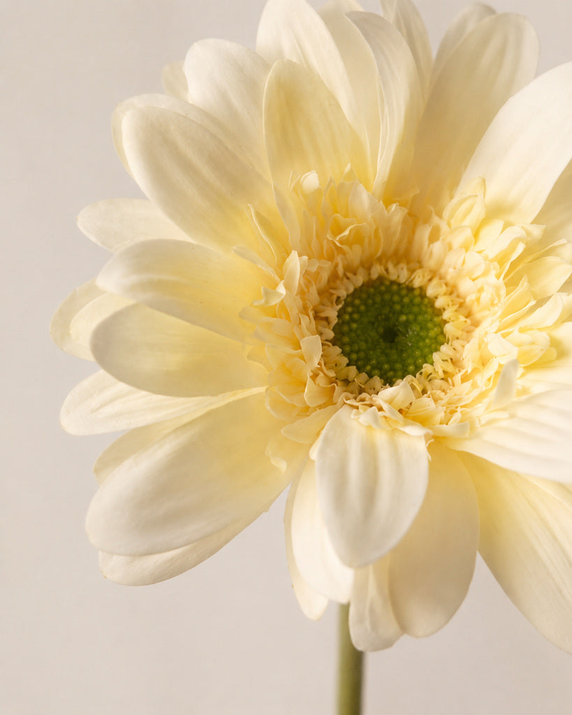 Light Yellow PVC Artificial Gerbera Daisy Stem - 65 cm