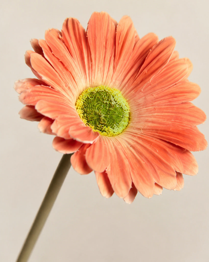 Coral PU Artificial Gerbera Daisy Floral Stem - 34 cm