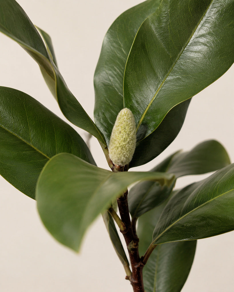 Green Artificial Magnolia Leaf Branch - 72 cm