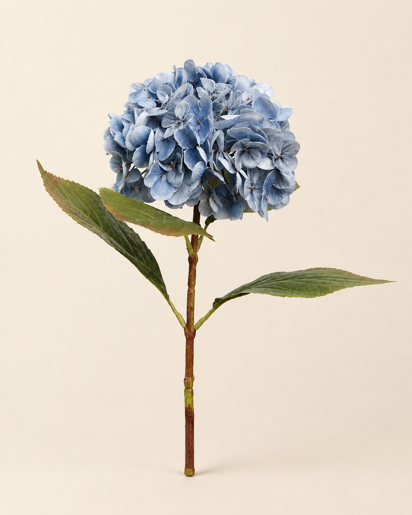 Black Blue Athens Hydrangea - 53 cm