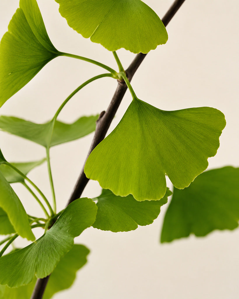 Green Artificial Ginkgo Leaf Branch - 96 cm