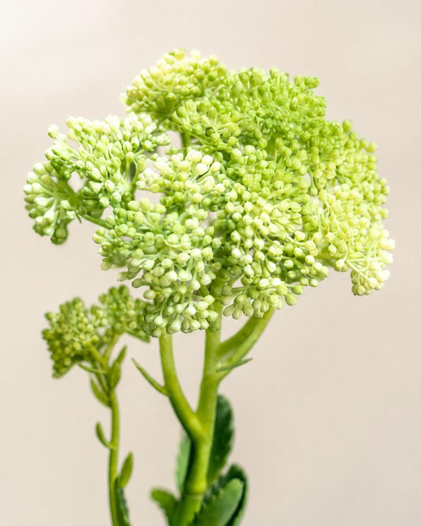Green Artificial Sedum Fruit Stem - 55 cm