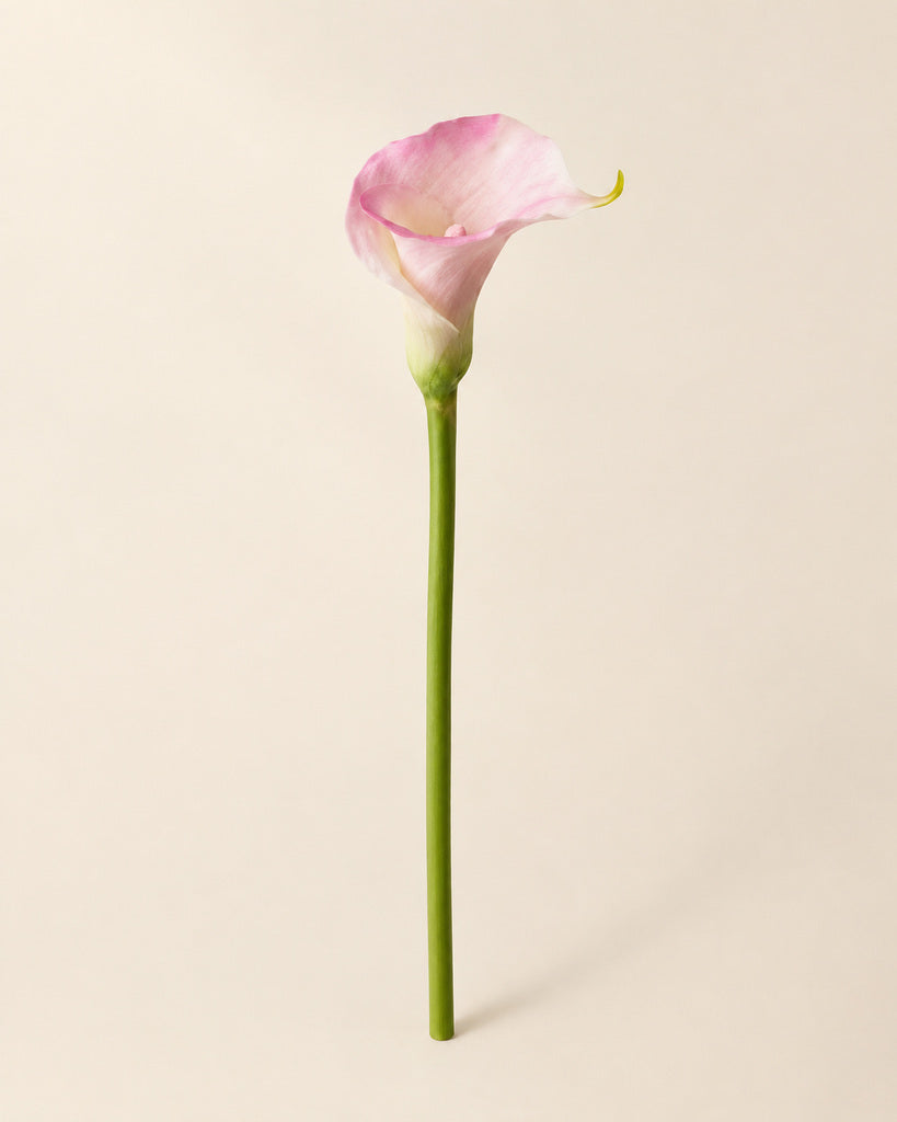 Blush Pink Plastic Calla Lily - 72 cm